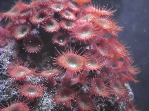 Button Polyps