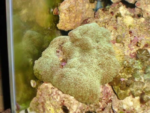 green starpolop