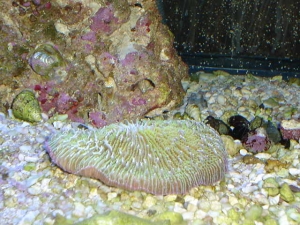 plate coral