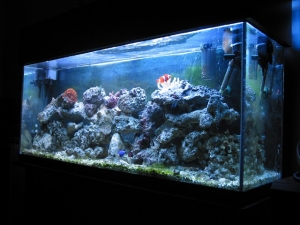 Full tank shot 55gl