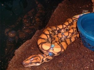1 of2 Brazilian Rainbow Boas