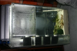 korrall sump 38 gal