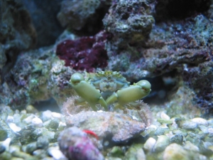 Emerald crab
