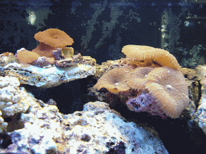 red and brown shrooms