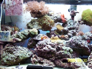 72g. Reef