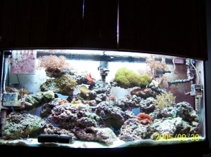 72g. Reef