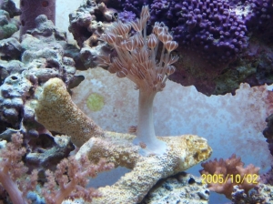 Pulsating xenias