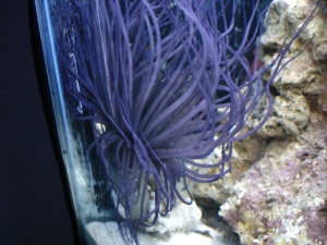 purple tube anemone