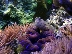 gobyclam