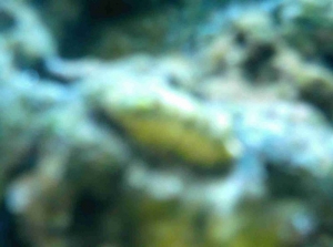 Weird_Slug_2