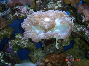 Bubble coral Extrusion