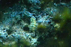 Goodslug