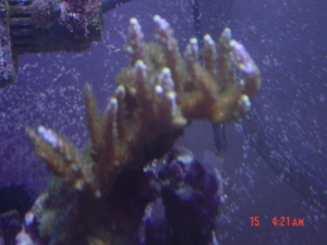 DSC00463
