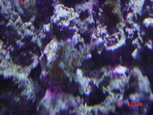 DSC00475