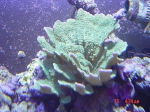 DSC00481