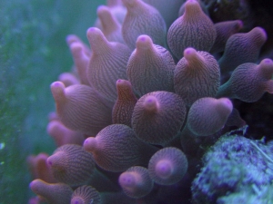 Rose Anemone