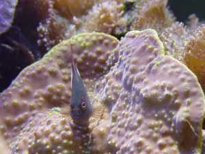 Arc_Eye_Hawkfish