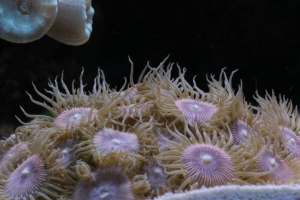 Pink Palys
