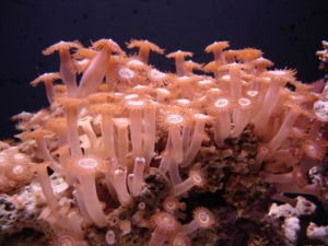 Polyp Country