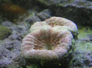 little pink brain