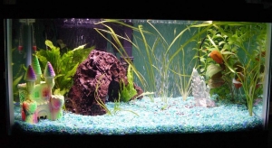 Freshwater Planted tank, the beginning