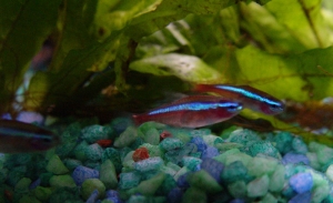 Cardinal Tetras