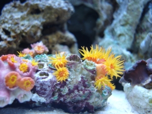 sunpolyps