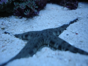 sand star