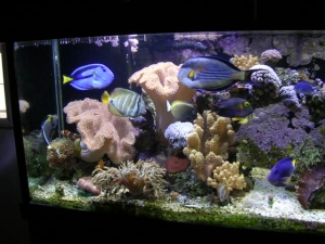 180 reef tank