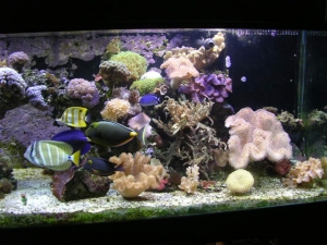 180 reef tank