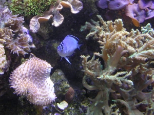 180 reef tank