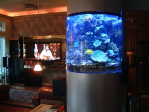 Reef tank room