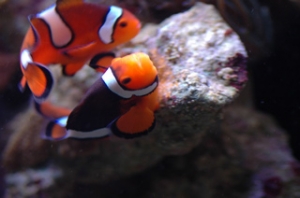 Clowns Breeding