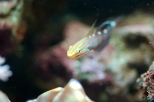 Court Jester Goby