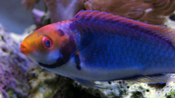 FairyWrasse