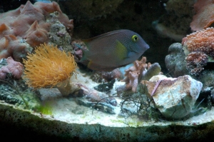 Kole Yellow Eye Tang