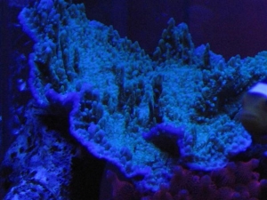 Another Monti Pic