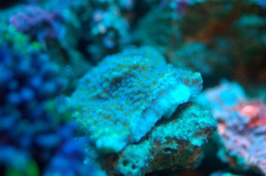 Blue Polyp Montipora