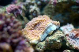 Blue Polyp Monti