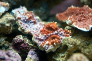 I Believe Echinophyllia aspera