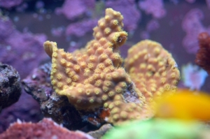 Yellow Turbinaria reniformis
