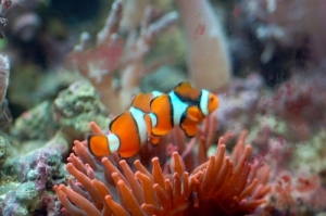 Clown And RBTA