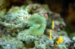 Yellow Feather Duster (Myxicola sp.)