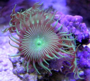 buttonpolyps