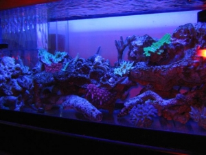 20 gal with just actinics