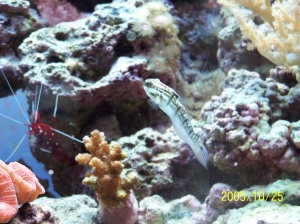 Goby