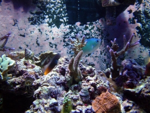 Just some new pics of some of the things in my tank