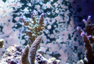 Just some new pics of some of the things in my tank