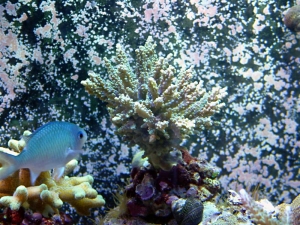 Just some new pics of some of the things in my tank