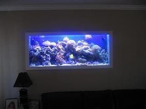 REEF TANK IN-WALL